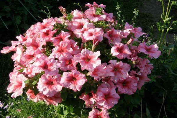 Петунія крупноквіткова: огляд сортів і особливості вирощування