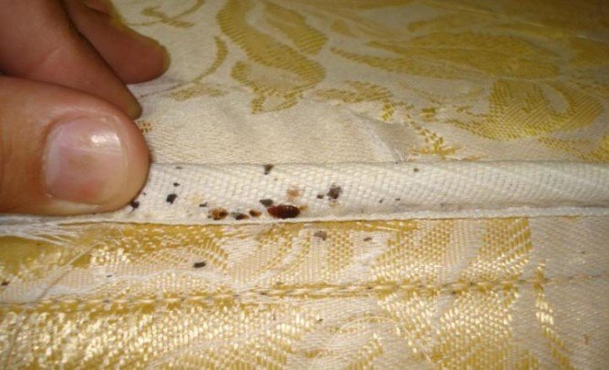 Профілактика клопів у квартирі в домашніх умовах