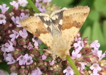 Знищуємо шкідників льону: комірних кліщів, лляних блішок і трипсів