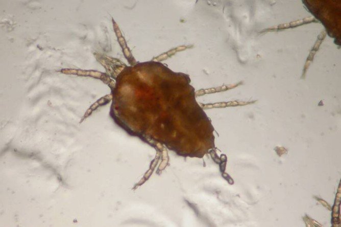 Гамазовые кліщі та їх відмінні особливості