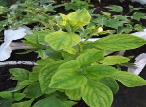 Чому падає розсада петуній: причини, їх усунення та поради експертів щодо захисту сходів від хвороб