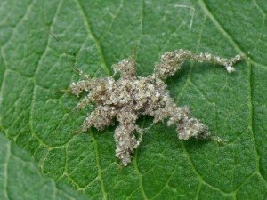 Клопи: фото та короткий опис найбільш поширених видів