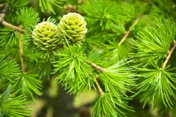 Коконопряд сосновий — наноситься шкоди та заходи боротьби з небезпечним ворогом дерев хвойних порід