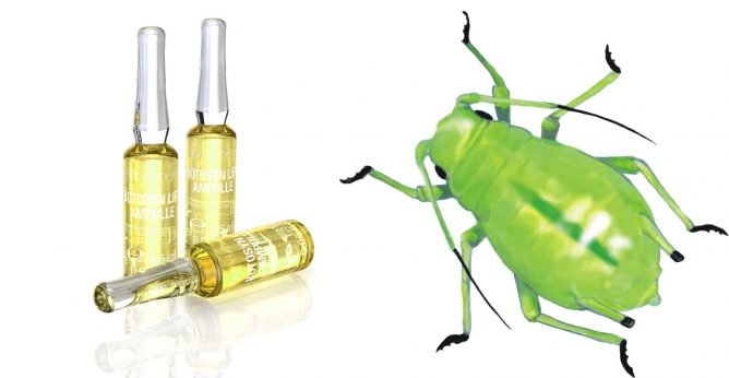 Боротьба з попелиць в теплиці та її обробка