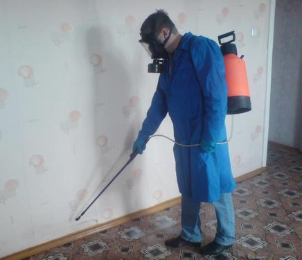 Як позбутися від клопів – перелік найбільш ефективних препаратів