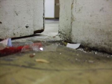 Як швидко і ефективно позбутися від домашніх бліх у квартирі