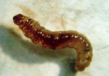 Листовійка: опис, види і способи боротьби з ними