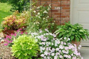 Якими бувають жовті багаторічники: види і сорти рослин, опис та фото з назвами