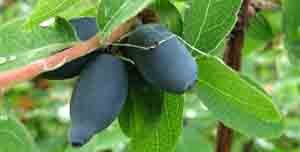 Які сорти жимолості підходять для Ленінградської області: докладний опис видів