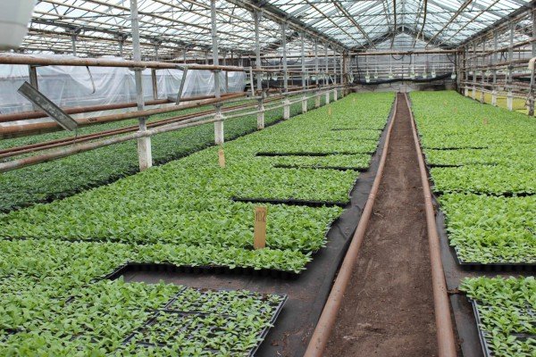 Грунт для вирощування розсади петунії: склад, кислотність і рекомендації по приготуванню своїми руками