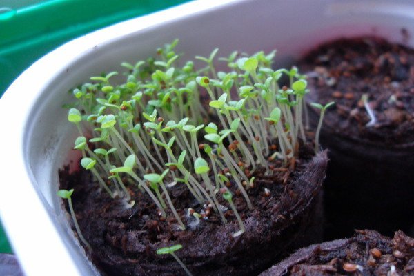 Вирощування розсади петунії в торфяних таблетках: умови посадки і проростання насіння, фото і відео інструкція