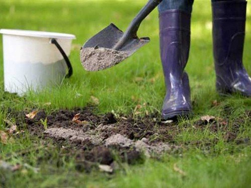 Знищення мурах: вибираємо засіб від садових шкідників