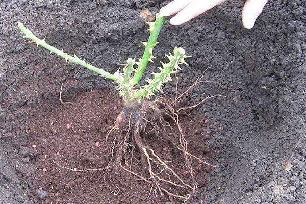 Вюнка троянда Фламентанц — приголомшливий сорт з рясним цвітінням