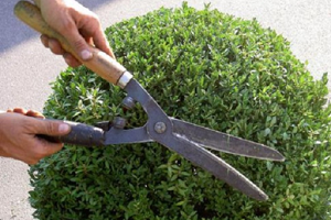 Малі елементи великого дизайну — карликові туї: особливості висадки на ділянці і опис популярних сортів