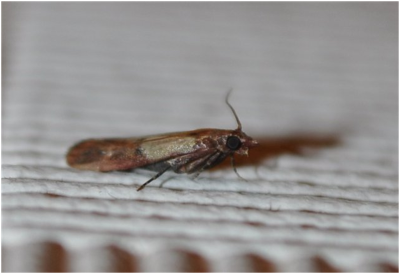 Харчова моль: як позбутися цієї комахи?