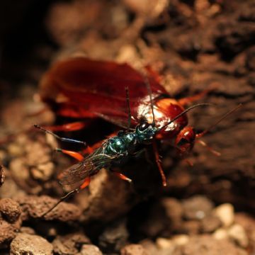 Смарагдова тарганяча оса – нічний кошмар тарганів