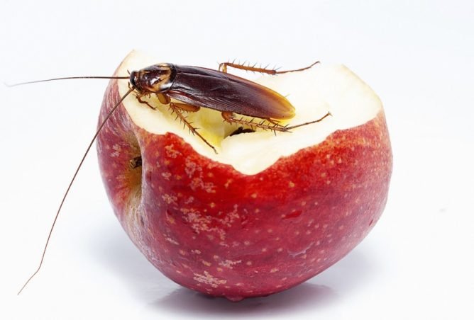 Як розмножуються з таргани