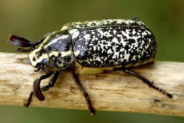 Як правильно провести боротьбу і захист винограду від шкідників