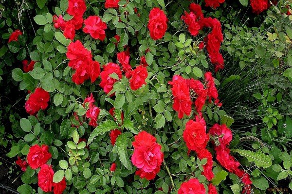 Кращі сорти червоних плетистих троянд: фото каталог і характеристики популярних садових рослин