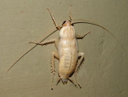 Тарган прусак: опис та фото