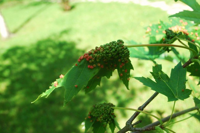 Галловый кліщ   небезпечний він для людини і рослини