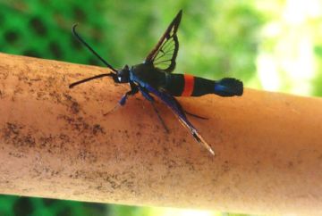 Правильна обробка саду від шкідників яблунь   пядуна обдирало, яблуневої попелиці, плодових кліщів та інших