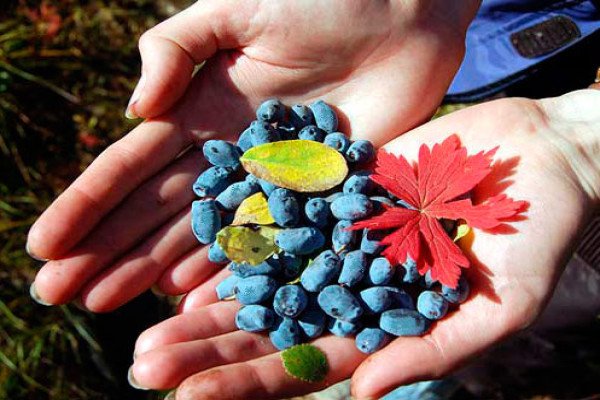 Садова рослина жимолость: що ми знаємо про чагарнику