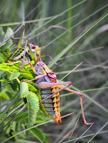 Як правильно провести боротьбу і захист винограду від шкідників