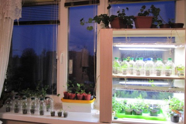 Як і чим підсвічувати розсаду петунії: види освітлювальних ламп та короткий огляд їх характеристик