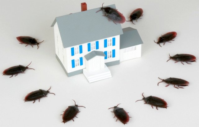 Як позбутися від тарганів в домашніх умовах швидко і ефективно