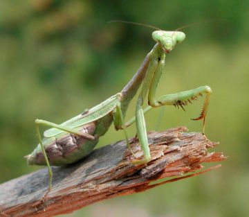 Як захистити рослини за допомогою атрактантів