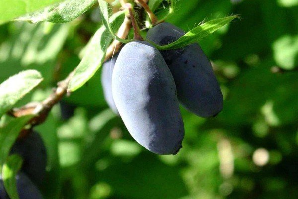 Садова рослина жимолость: що ми знаємо про чагарнику