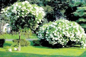 Штамбова гортензія: способи вирощування і правила догляду