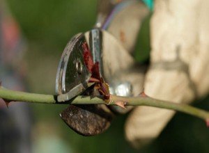 Обрізка плетистих троянд як важливий аспект догляду: основні принципи та рекомендації щодо проведення процедури