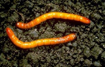 Рятуємо урожай від шкідників томатів: іржавого кліща, бавовняної совки, білокрилок та медведок