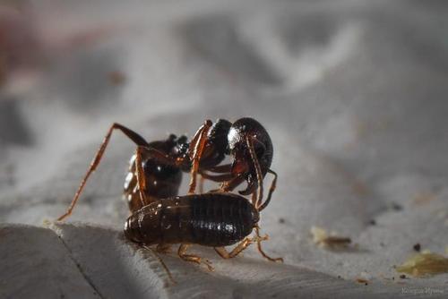 Куди пішли таргани з наших квартир?