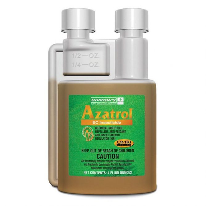 Попелиця на кімнатних квітах: чим обробити, як вивести