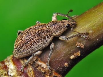 Найцікавіші та поширені види довгоносиків: південний, листової, стеблової, пятиточковий та інші