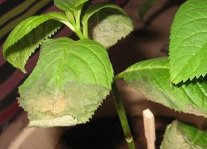 Як врятувати гортензію: причини того, чому сохнуть листя і варіанти вирішення проблеми