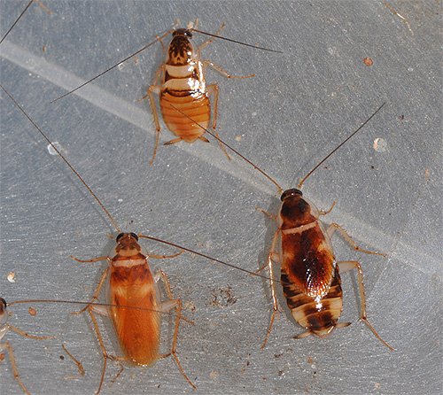 Види тарганів – фото та опис кожного з них