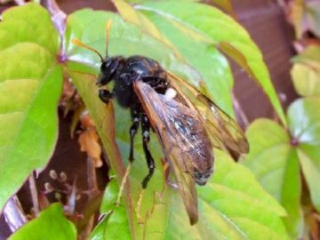Все про самих небезпечних шкідників листяних дерев: златки, пильщики, блішки