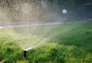 Як купити і укласти рулонний газон: визначаємо якість дерну, виробляємо посадку