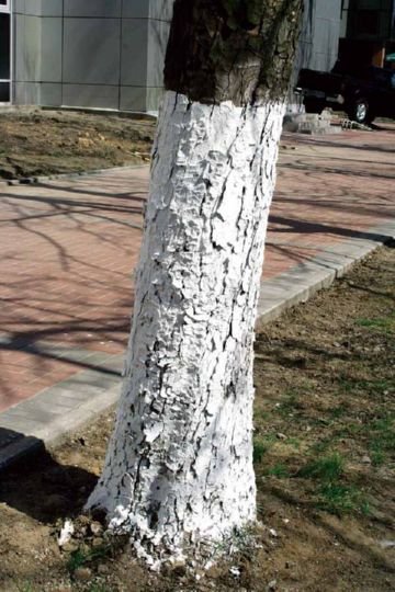 Заходи боротьби з плодової букаркой