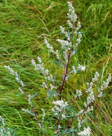 Допомагає полин від бліх