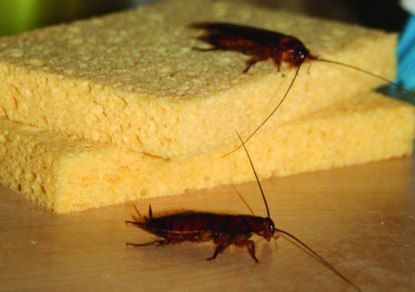 Способи та поради, як вивести тарганів у квартирі та будинку своїми силами