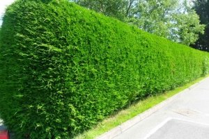 Туя Смарагд: опис сортів вічнозеленого чагарнику і особливості його посадки