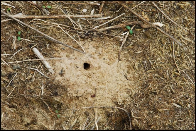 Як знищити осине гніздо і не бути покусаным