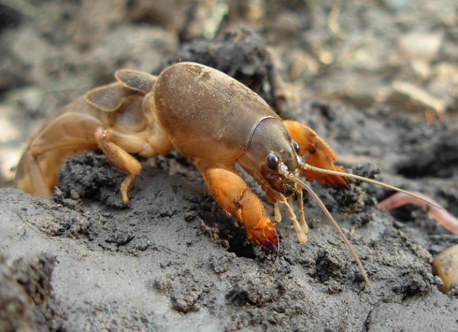 Захист саду та городу від капустянки: ефективні способи профилатики