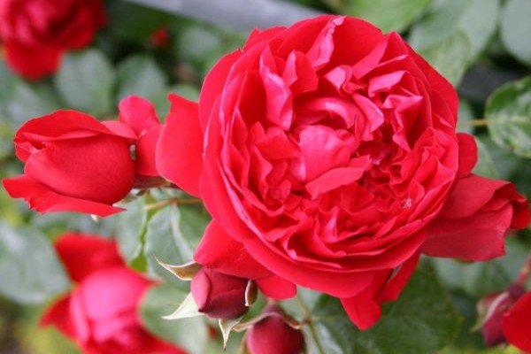 Кращі сорти червоних плетистих троянд: фото каталог і характеристики популярних садових рослин