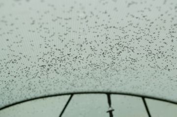 Домашні паразити комахи: їх особливості та методи боротьби